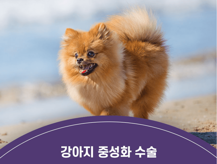 중성화 수술 지원금