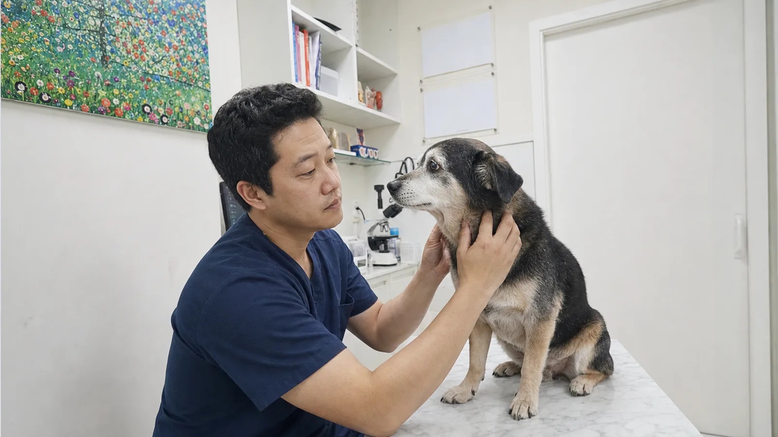 동물병원에서 수의사가 나이 든 반려견을 진찰하는 모습